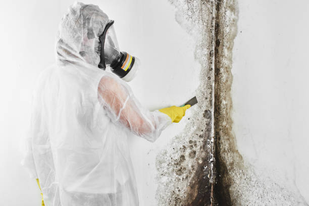 Best Toxic Mold Removal  in Channel Islands Beach, CA