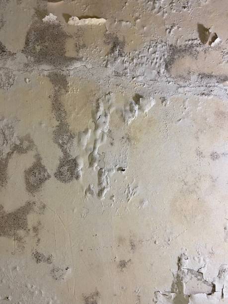 Best Crawl Space Mold Removal  in Channel Islands Beach, CA