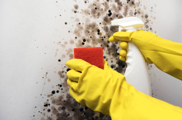 Best Crawl Space Mold Removal  in Channel Islands Beach, CA
