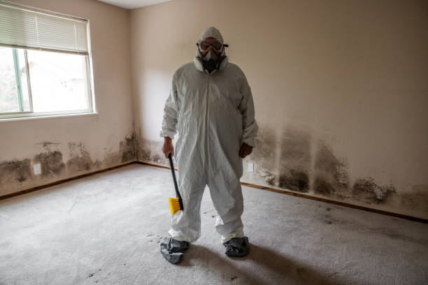 Mold Removal Process in Channel Islands Beach, CA
